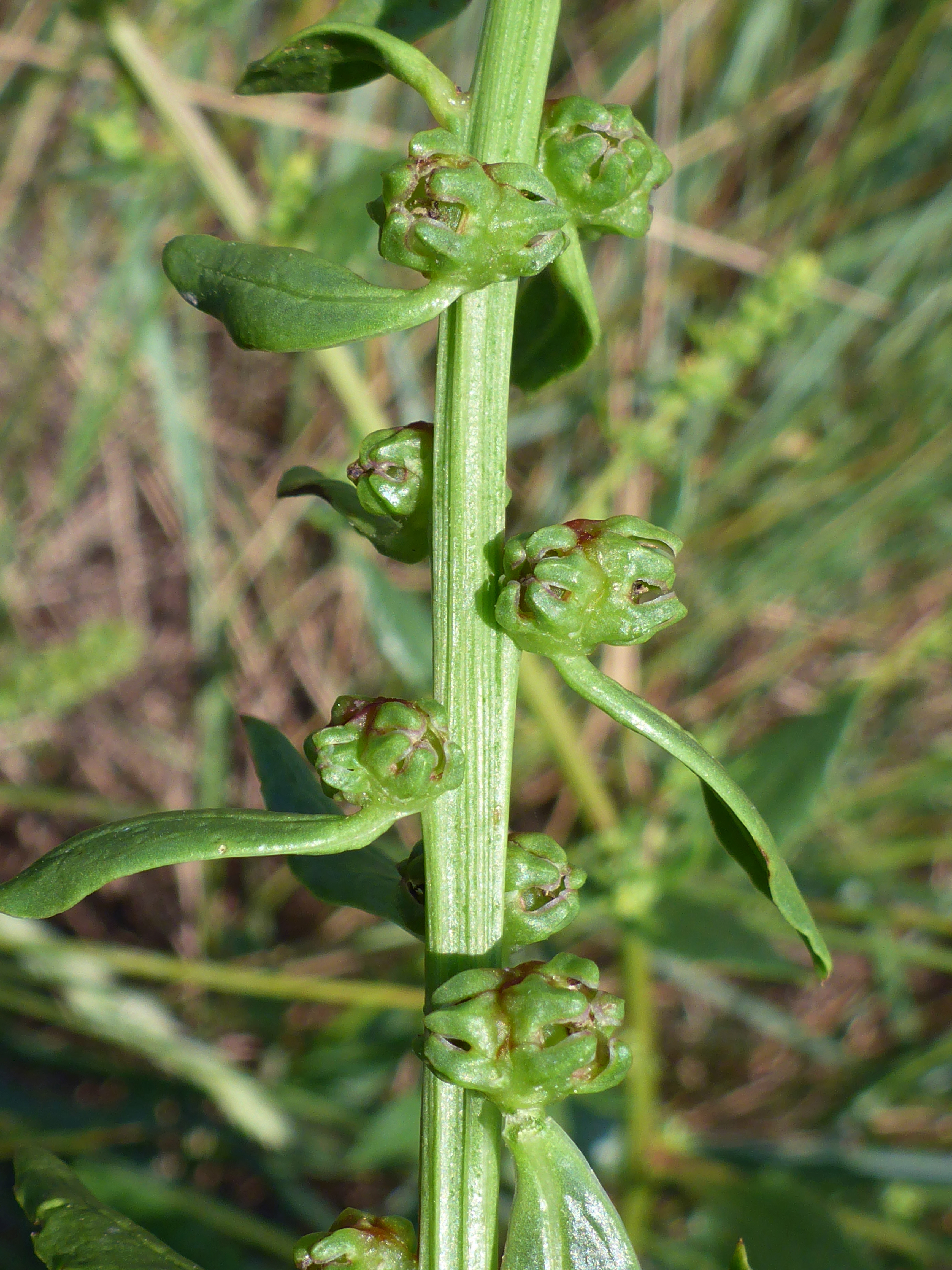 Stem, leaves and flowers