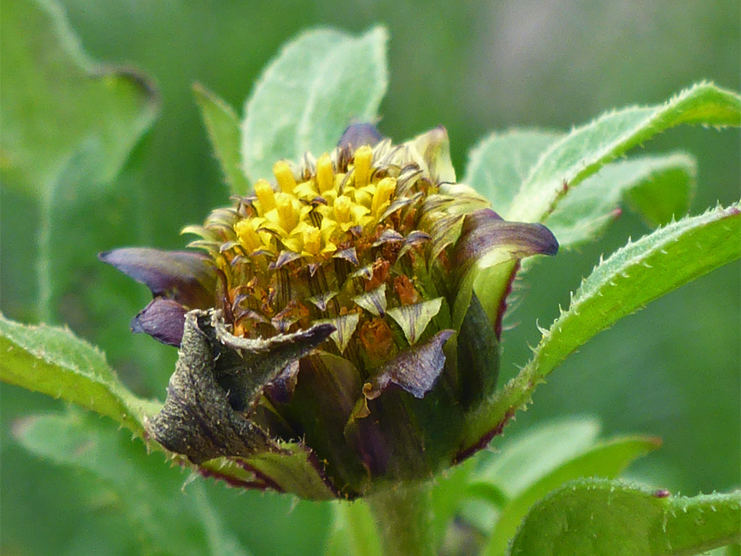 Florets and phyllaries