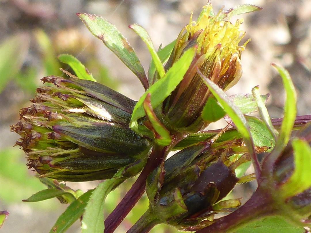 Trifid bur-marigold