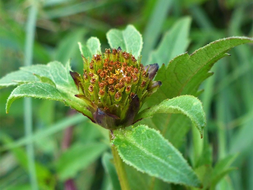 Withering flowerhead