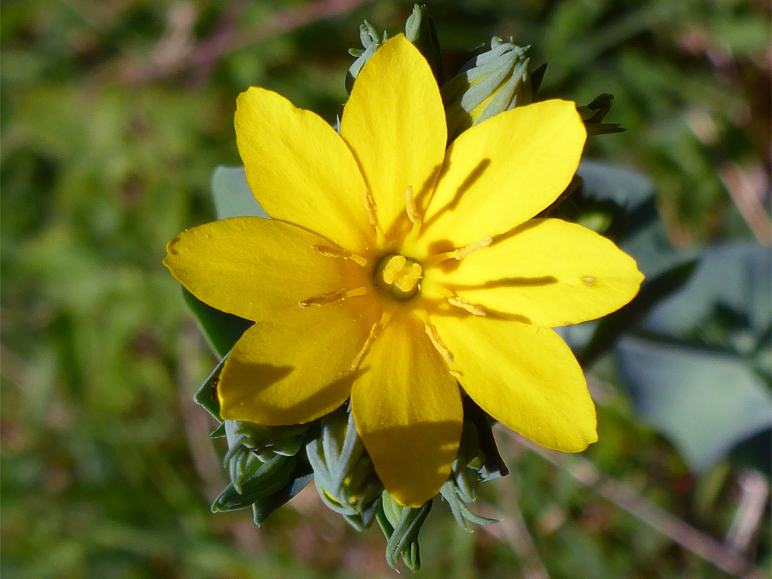 Eight-petalled flower