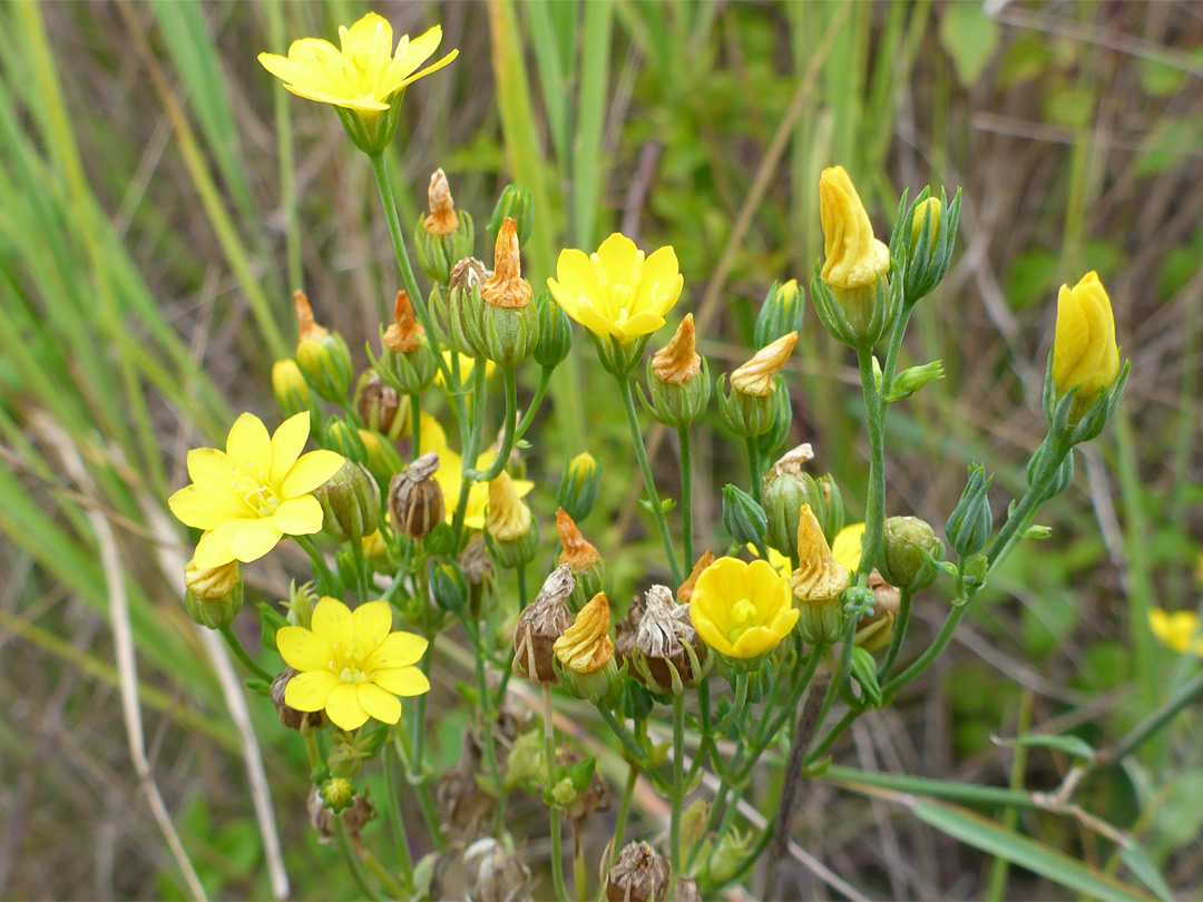 Cluster of flowers