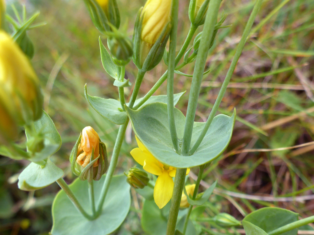 Stems and leaves