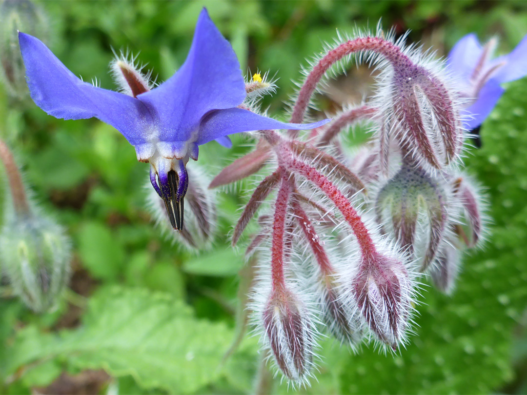 Flower and buds