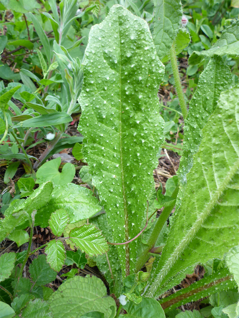 Prickly leaf