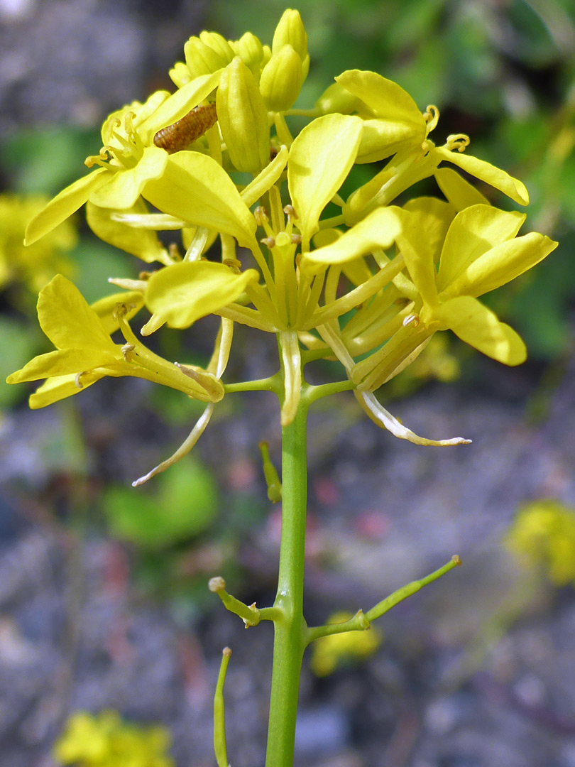 Compact flower cluster