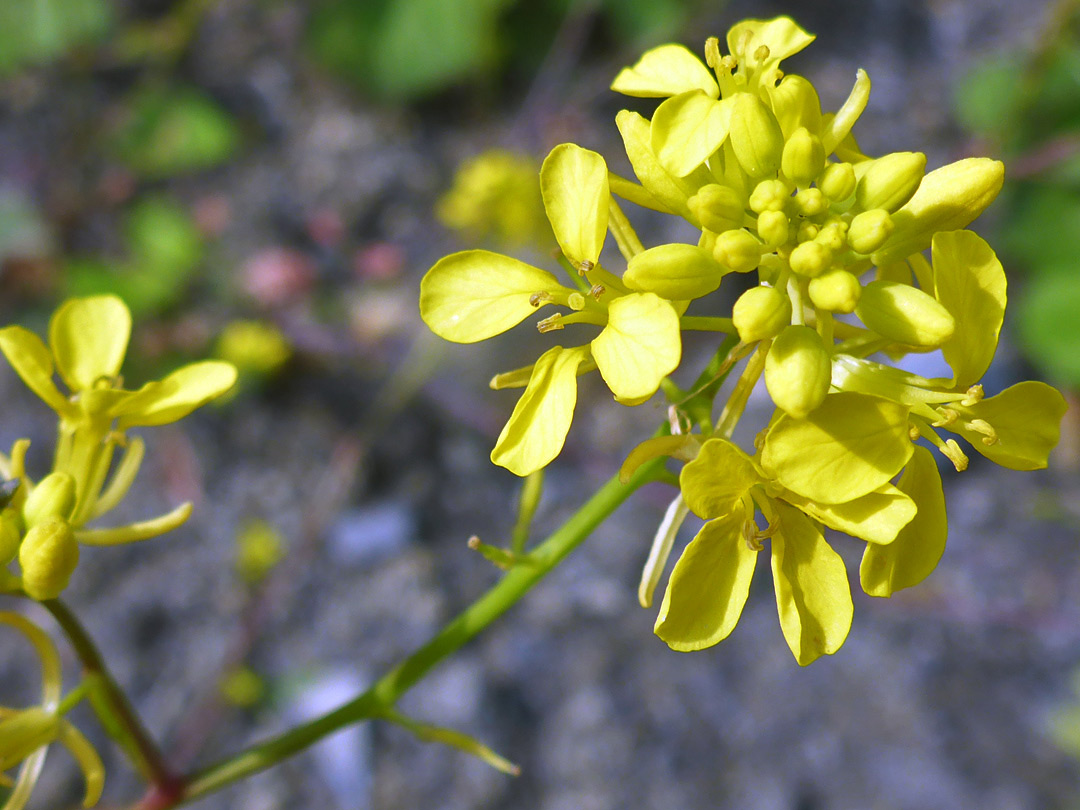 Yellow flowers