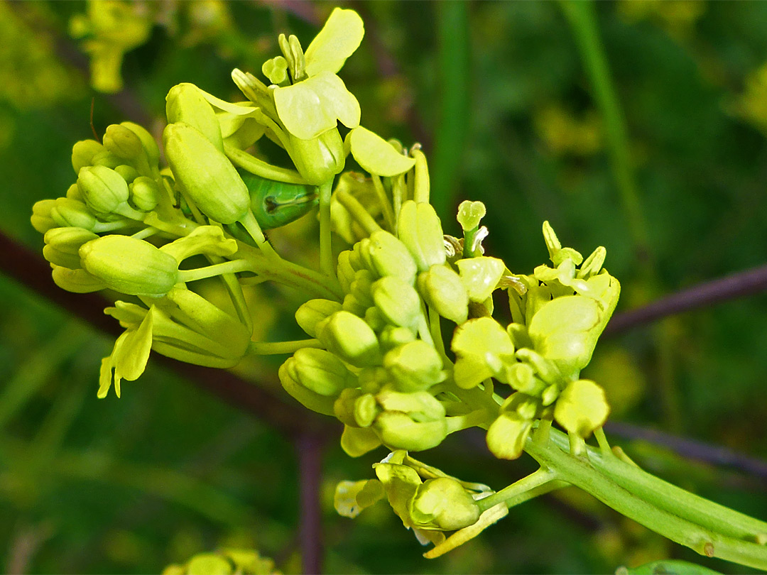 Yellow flowers