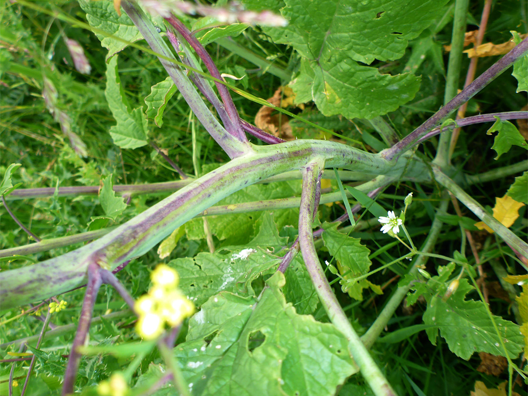 Purplish stem