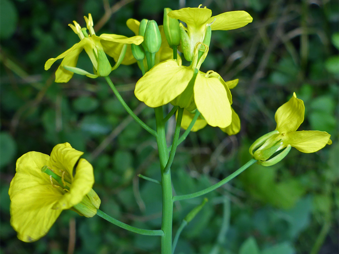 Yellow flowers