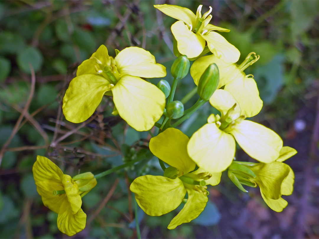 Buds and flowers