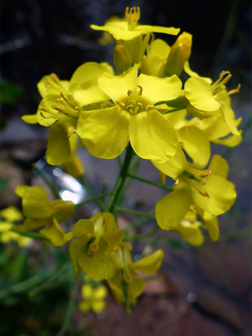 Yellow flowers