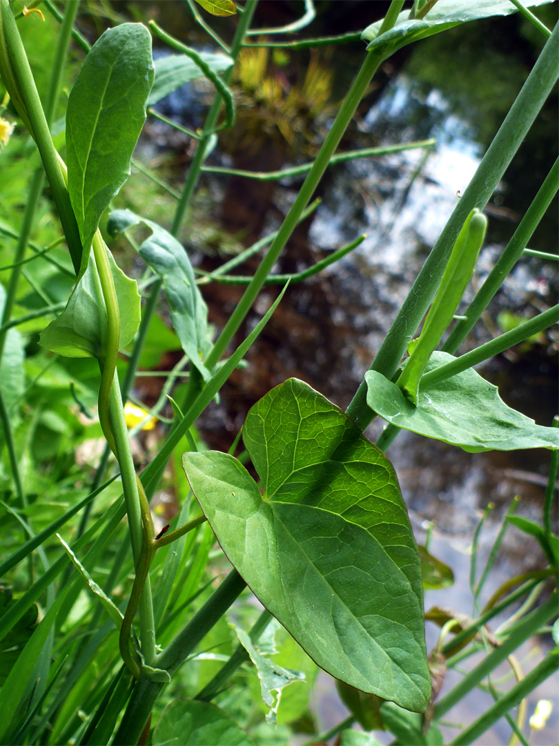 Clasping, unlobed leaves
