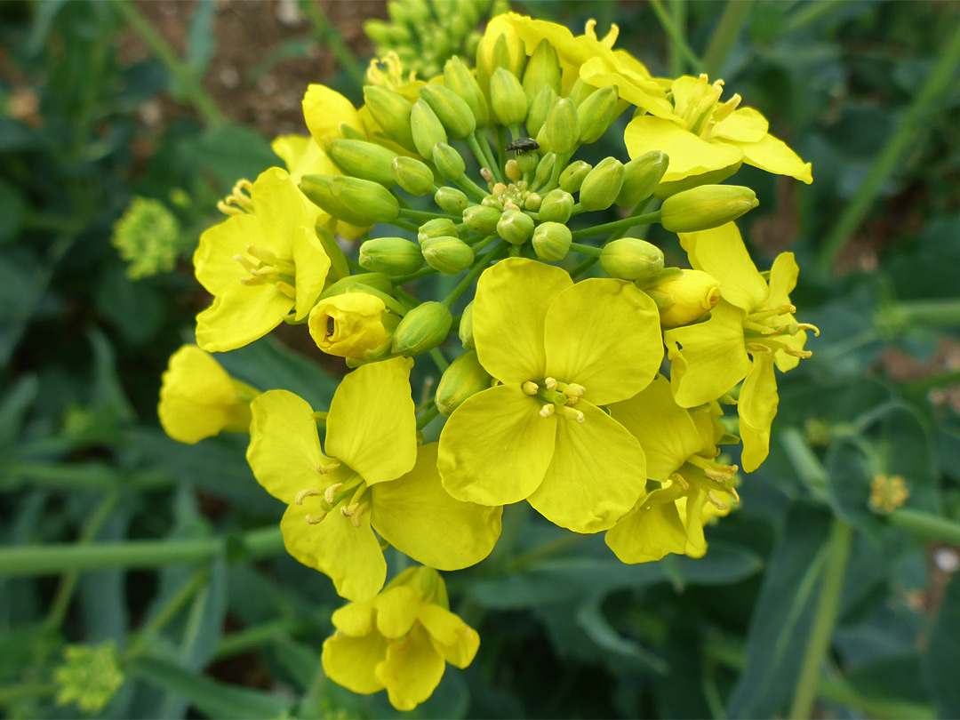 Yellow flowers