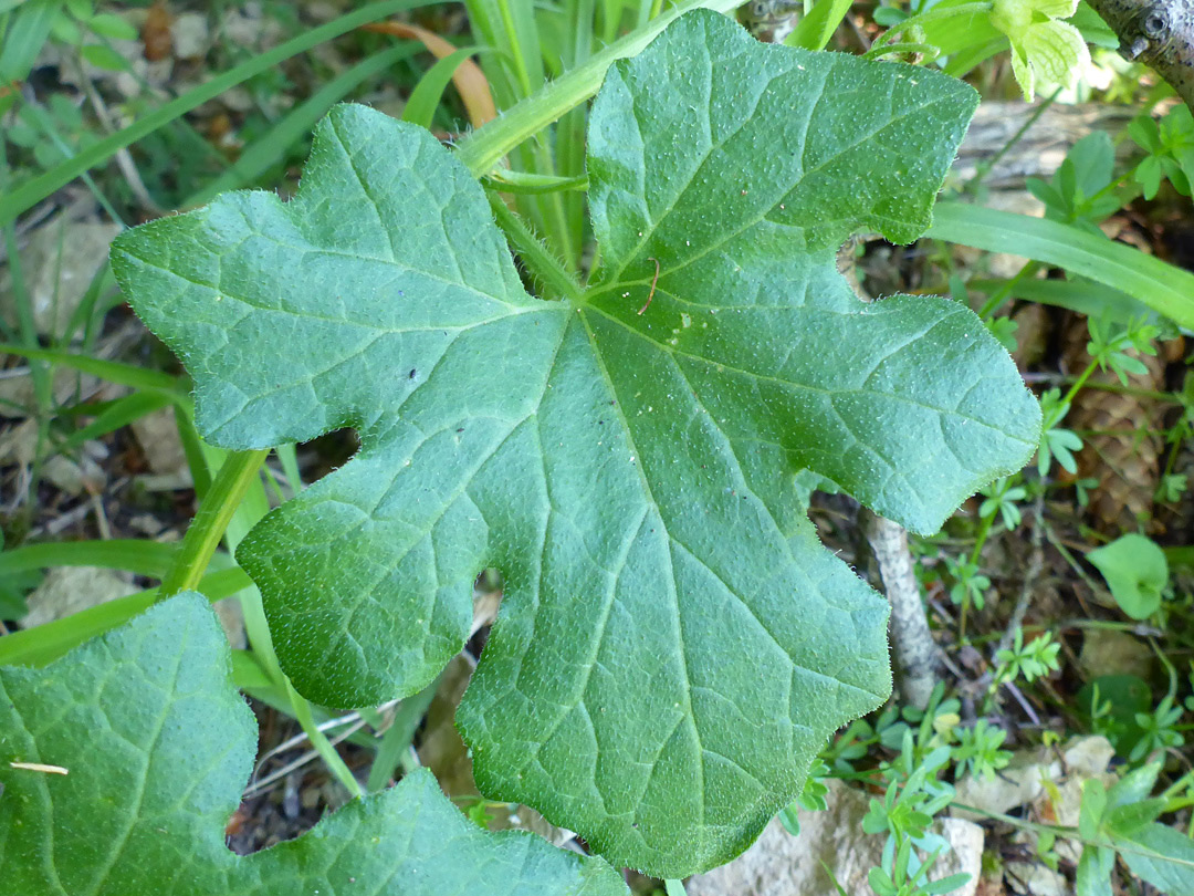 Broad leaf