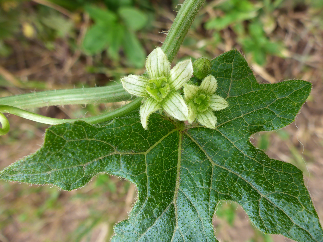 Flowers and leaf