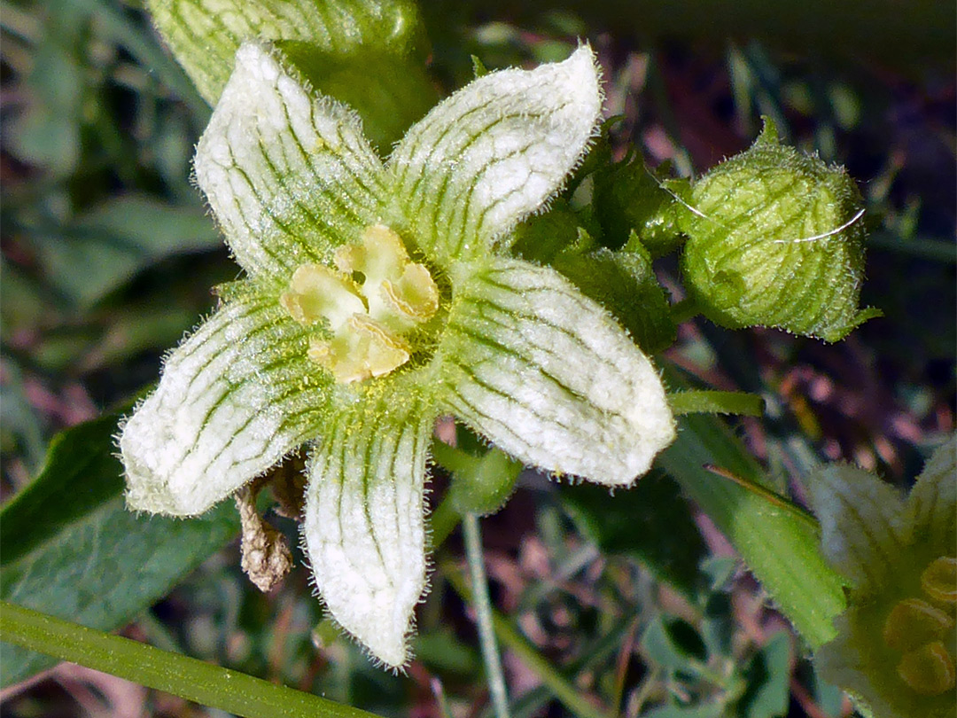 Greenish-white flower