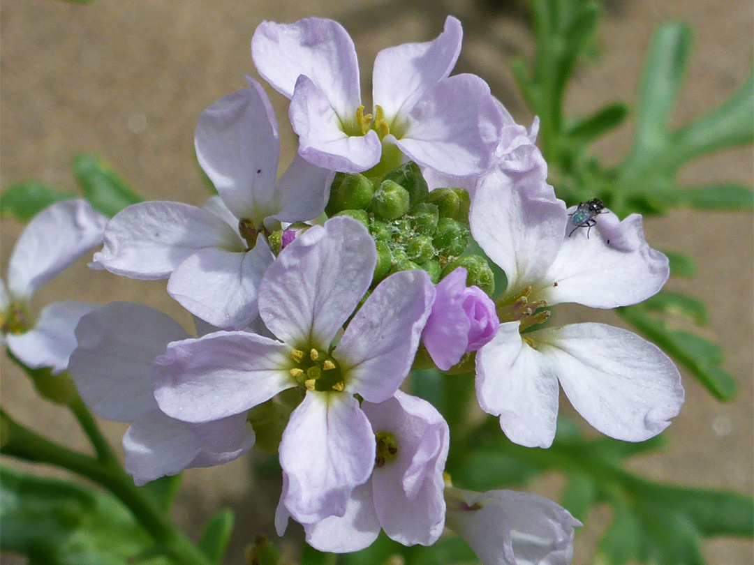 Pale pink flowers