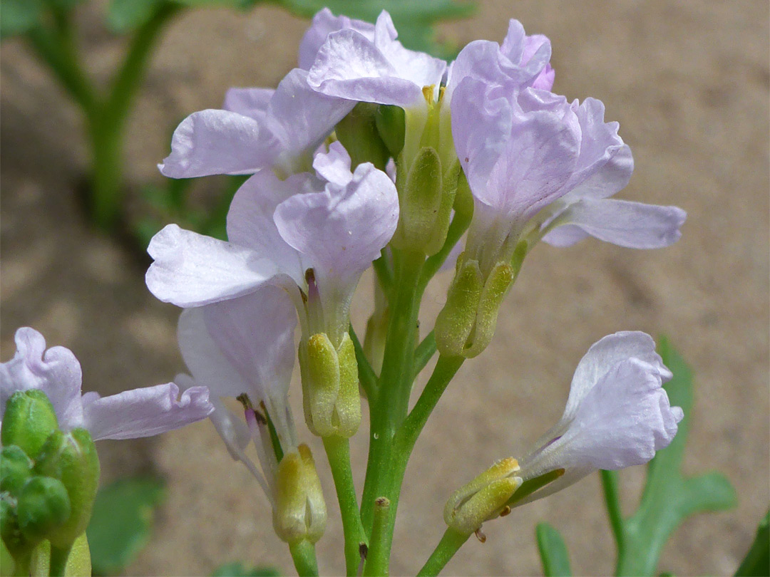 Flower cluster