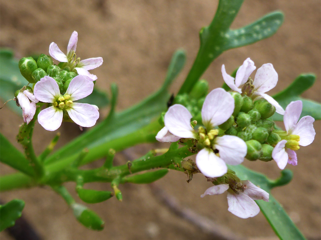 Pale pink flowers