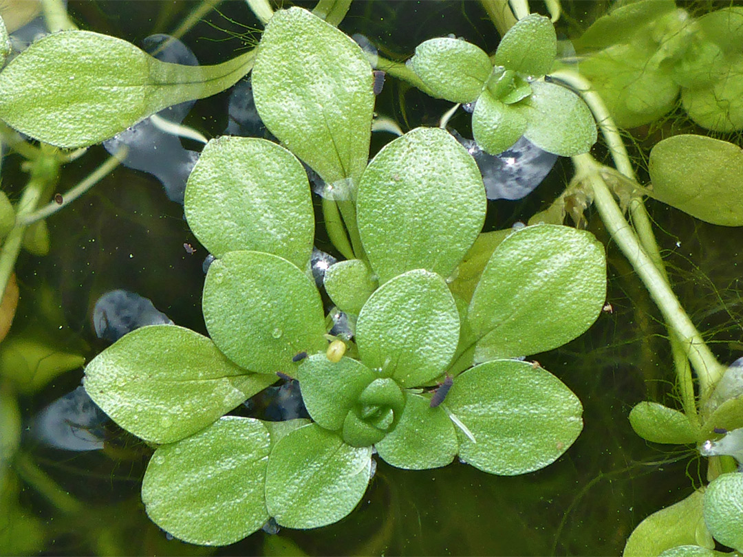 Flat leaves