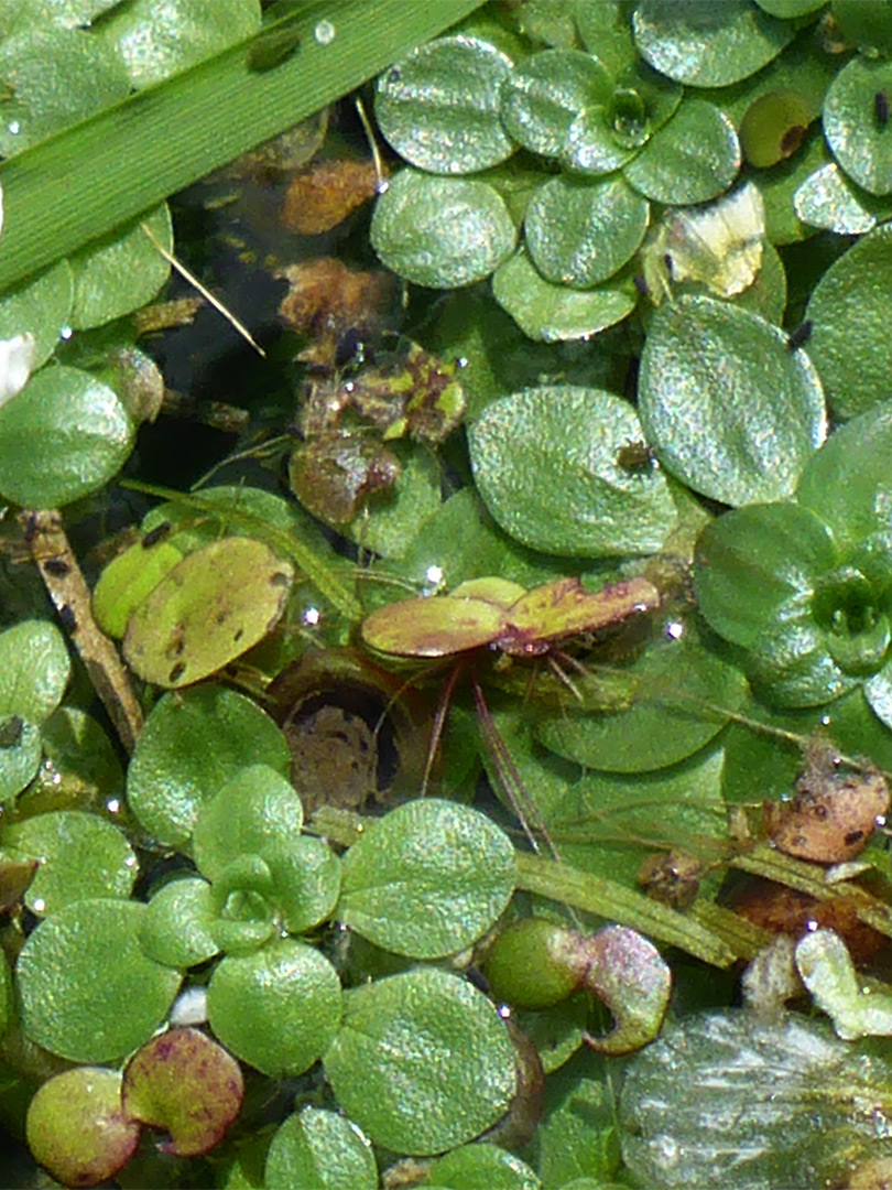 Group of stems