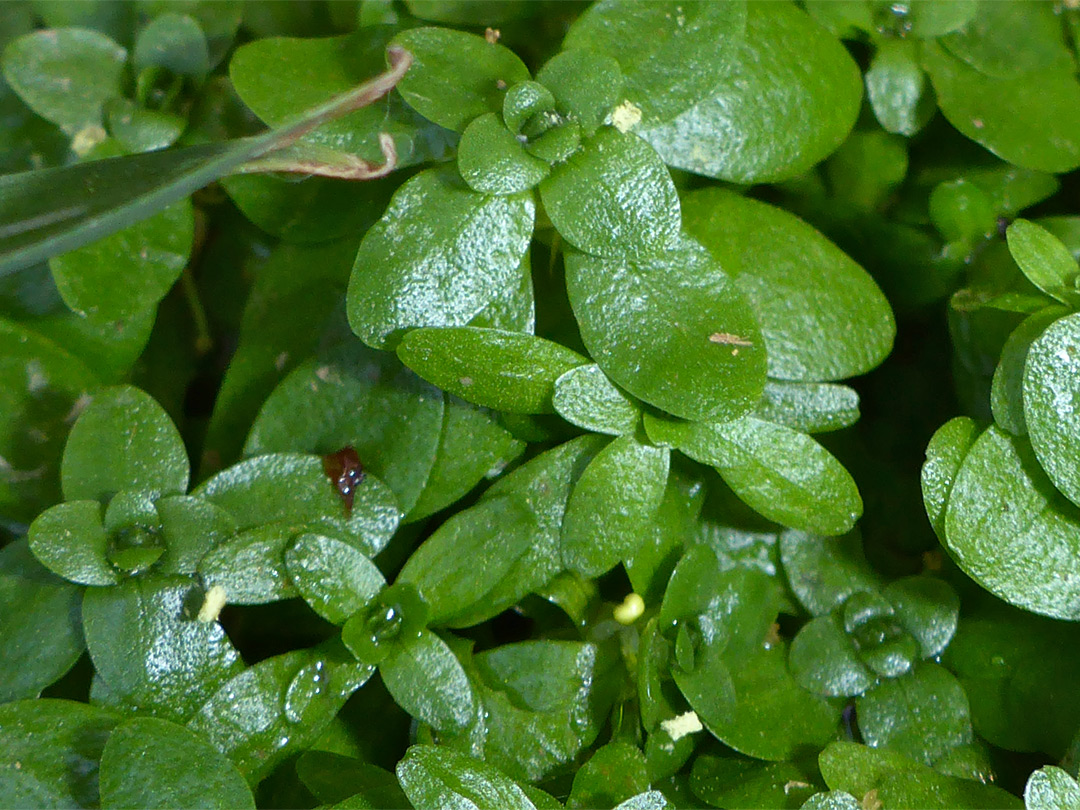 Shiny leaves