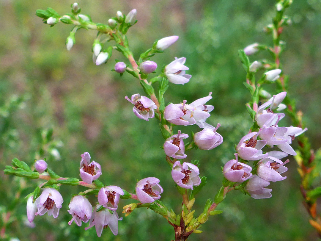 Clustered flowers