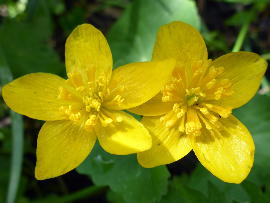 Marsh marigold - flowers