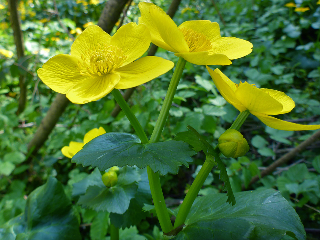 Three flowers