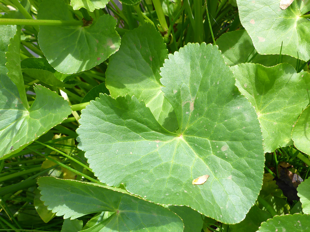 Heart-shaped leaf