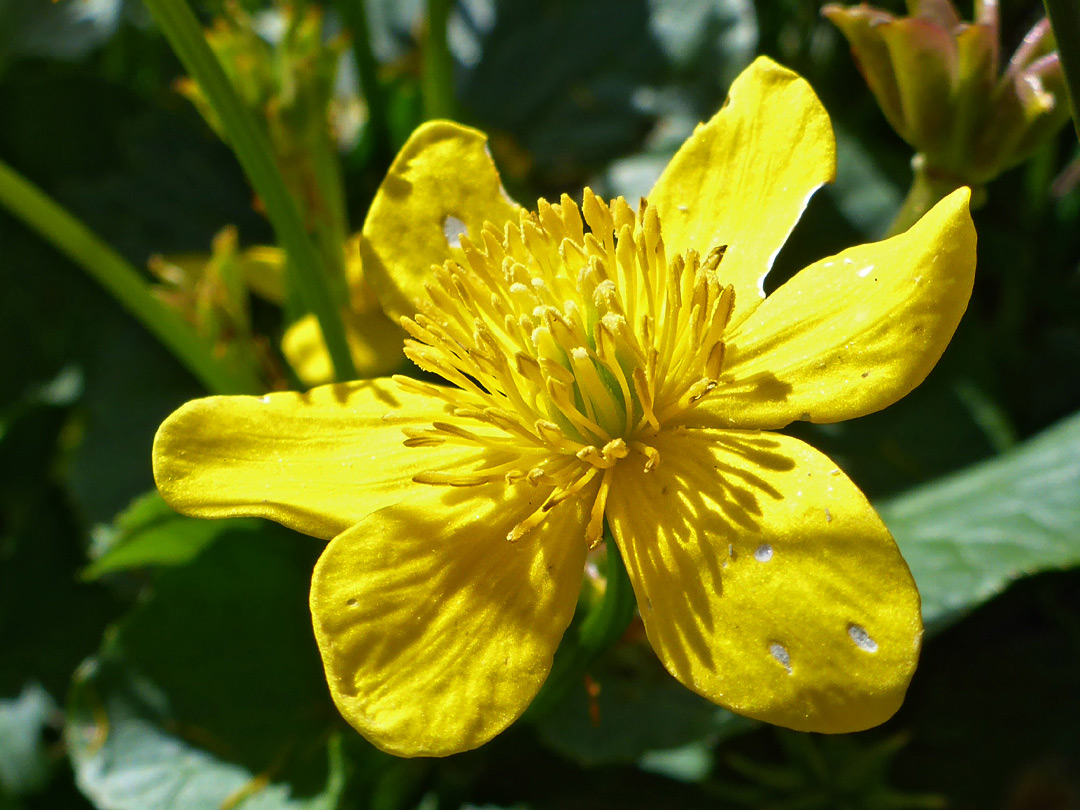 Yellow flower