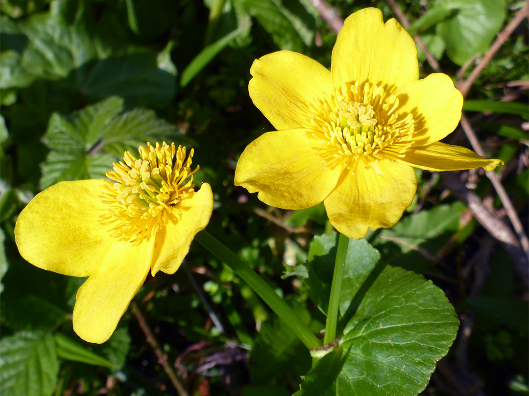 Marsh marigold