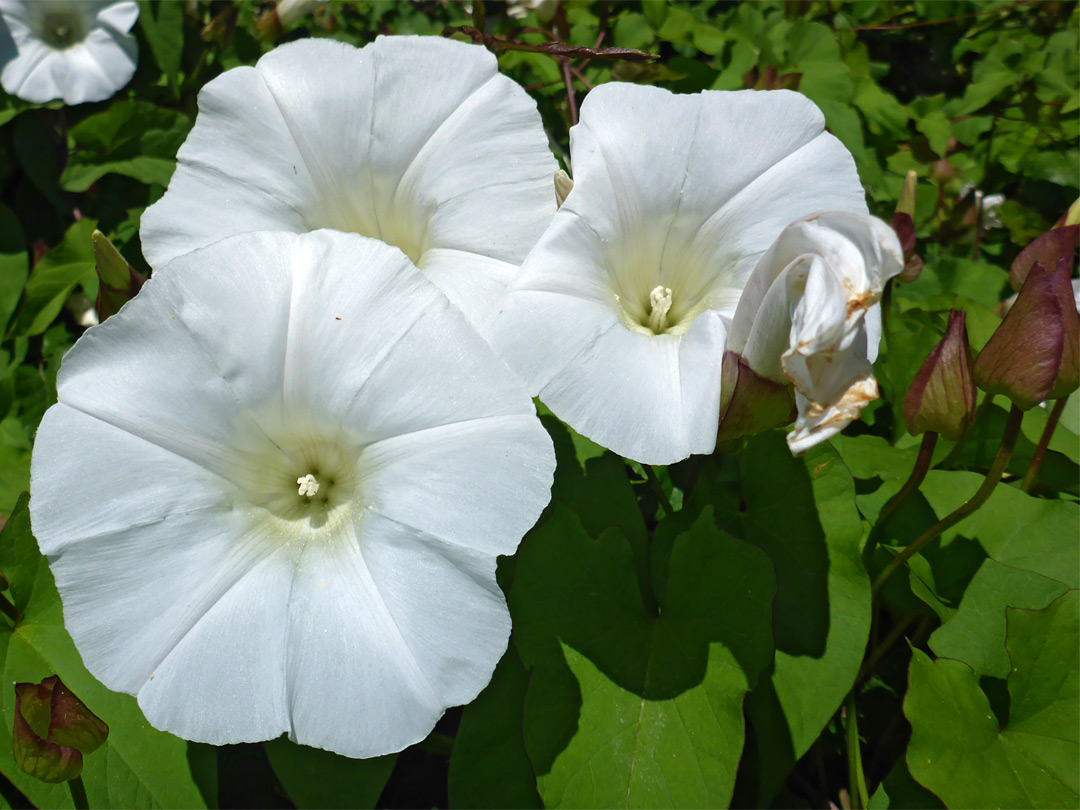 Three flowers