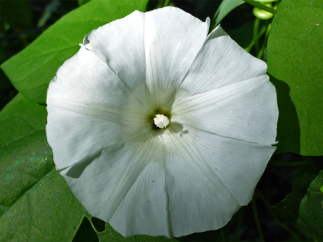 White corolla