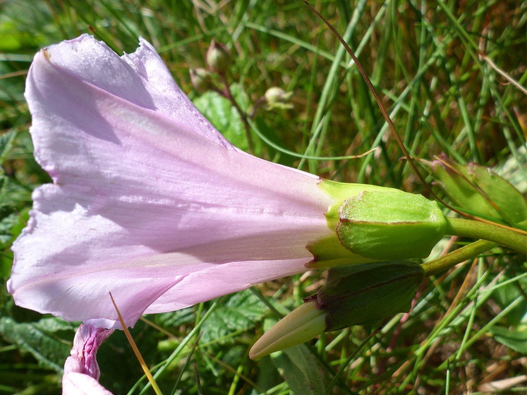 Trumpet-shaped flower