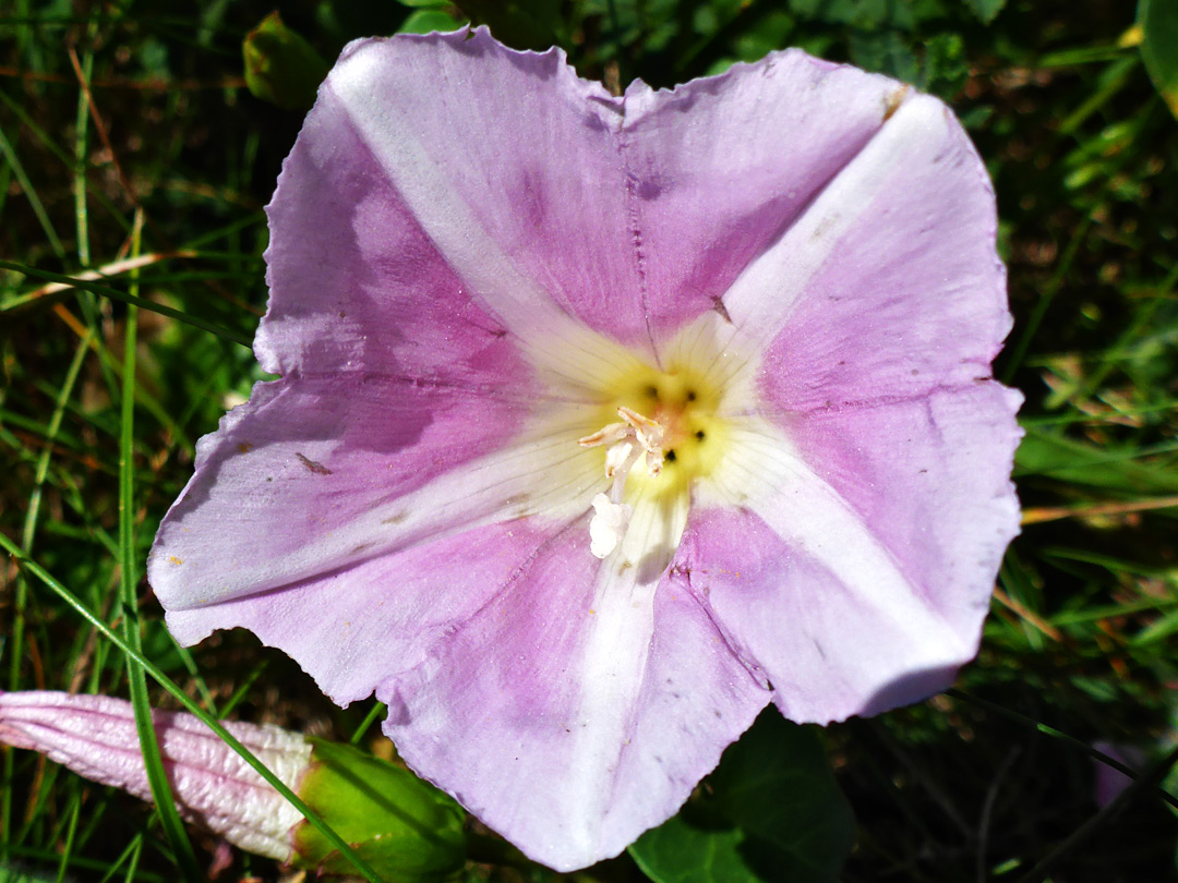 Seashore false bindweed