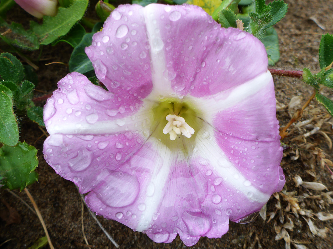 Seashore false bindweed