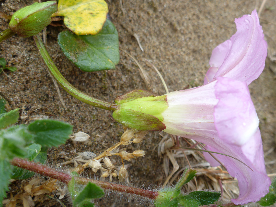 Hairless flower stalk