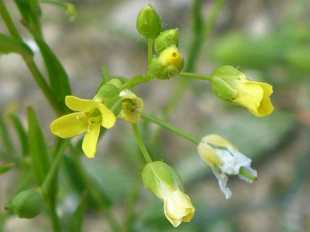 Lemon-yellow flowers