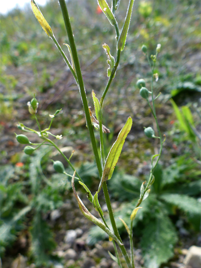 Narrow leaves