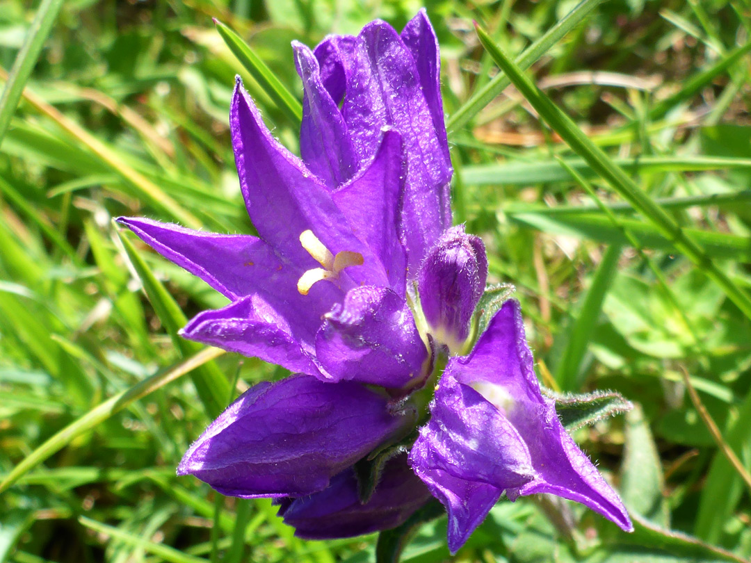 Buds and flowers