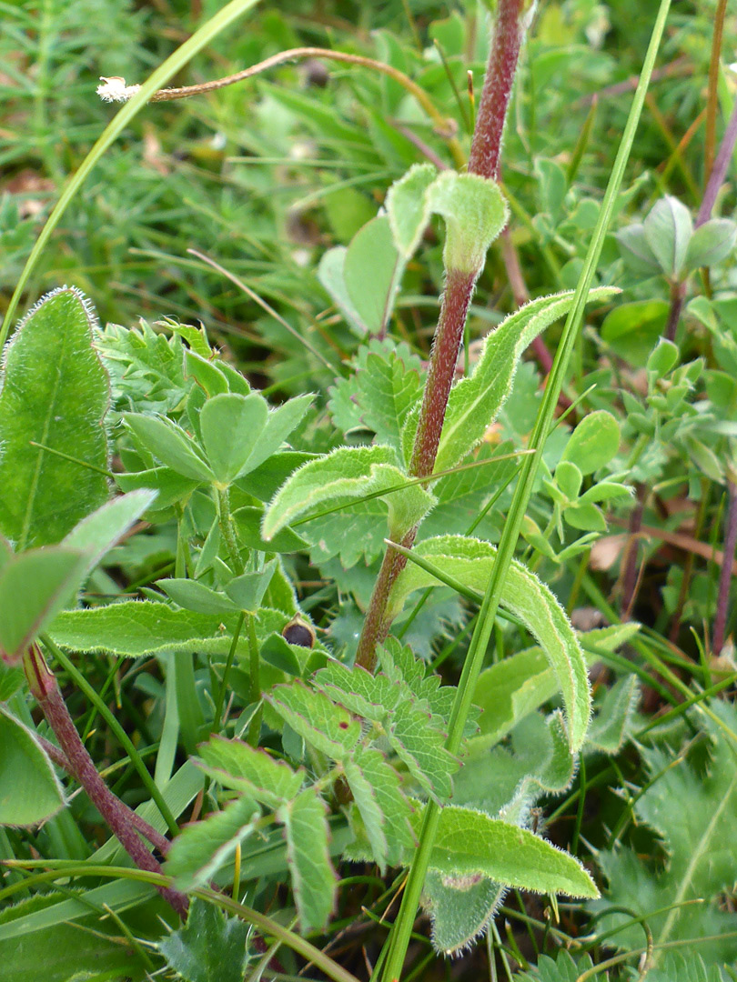 Leaves and stem