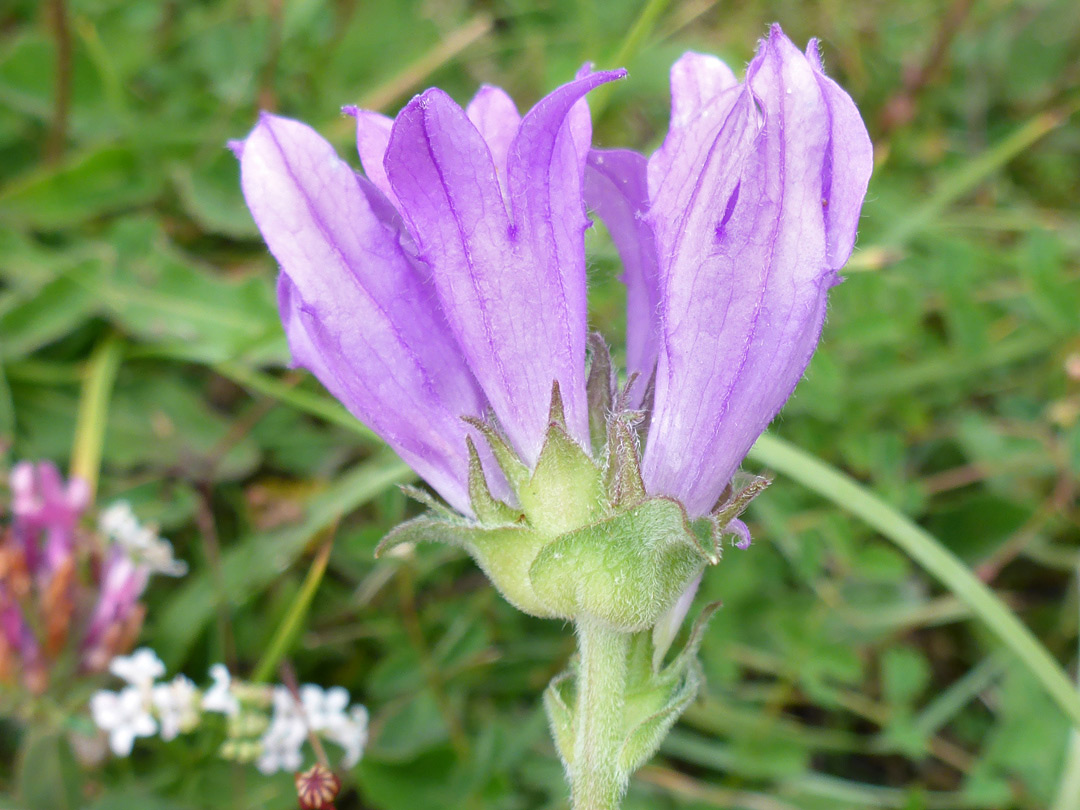 Corollas and calyces