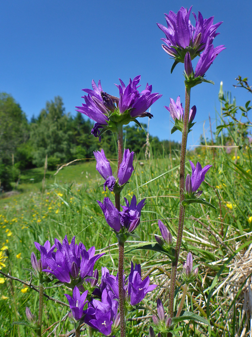 Flowering stalks