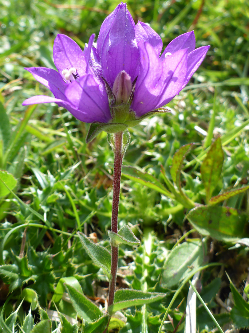 Flower cluster