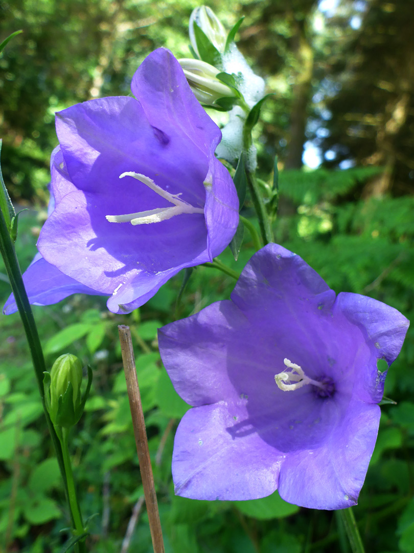 Two flowers