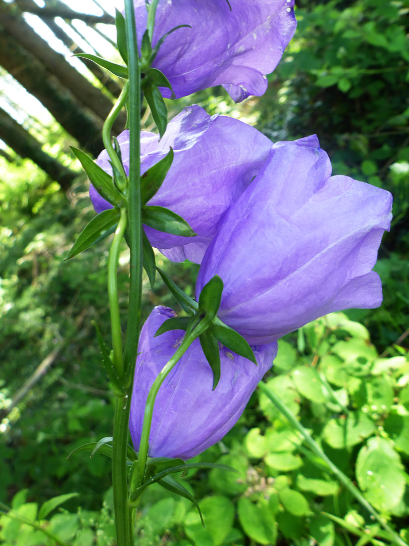 Spreading calyx lobes