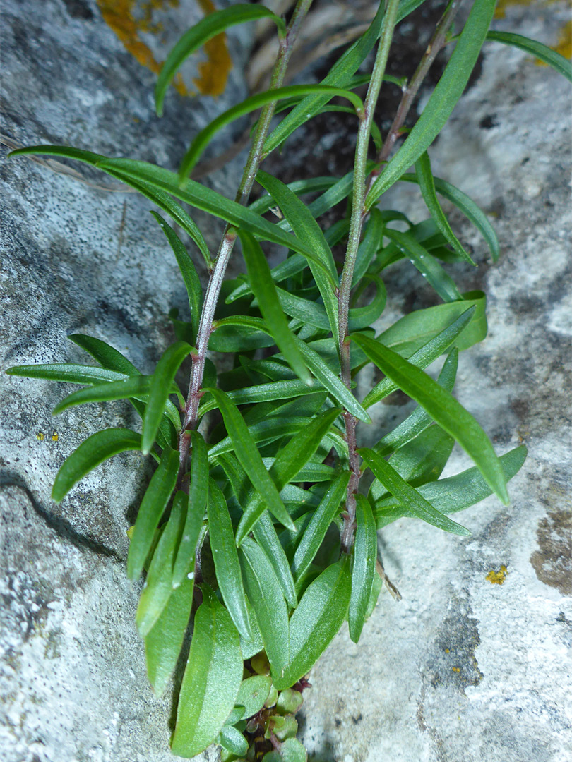 Leaves and stems