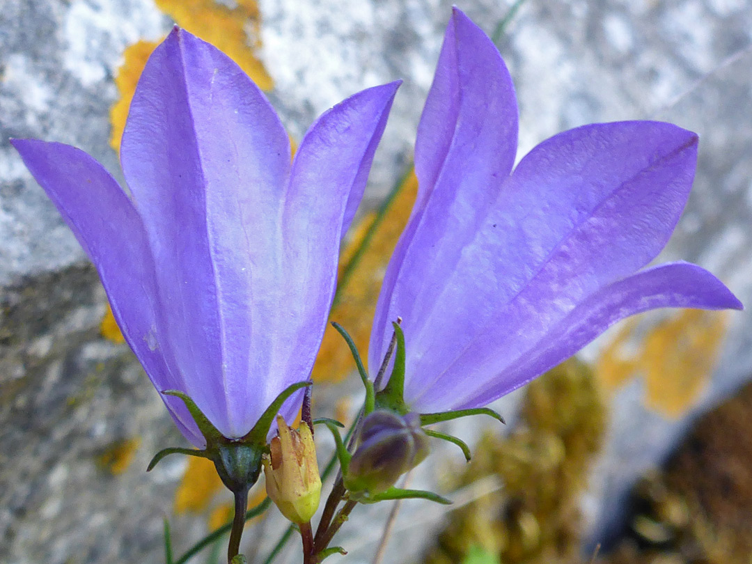 Pair of flowers